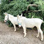 Santa Lucia * Tratalias