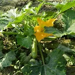 Santa Lucia Tratalias