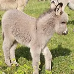 בית חווה Santa Lucia