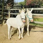 Santa Lucia Tratalias