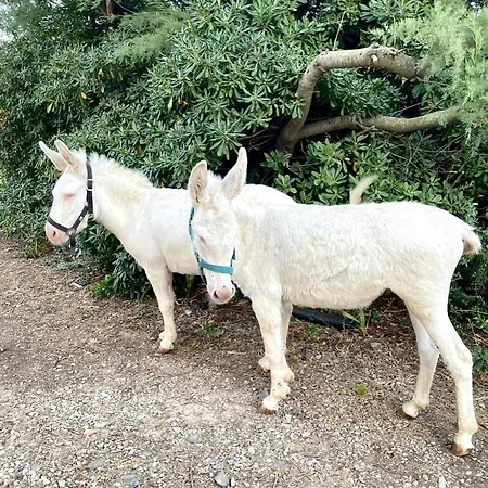 Santa Lucia * Tratalias