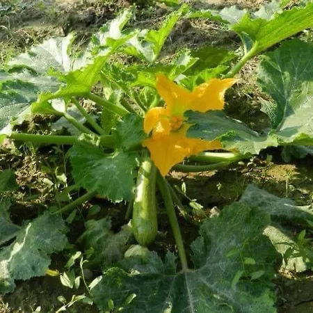 Santa Lucia Tratalias
