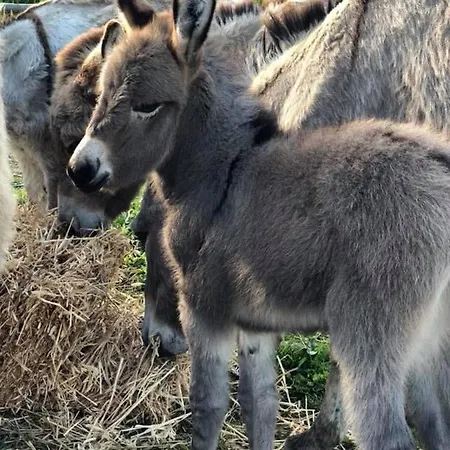 Vakantieboerderij Santa Lucia