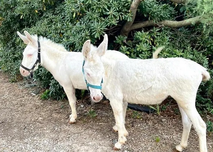 Santa Lucia * Tratalias