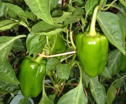 Santa Lucia *