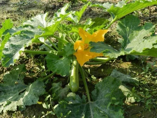 Santa Lucia Tratalias