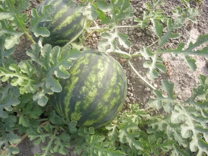 Santa Lucia Фермерский дом