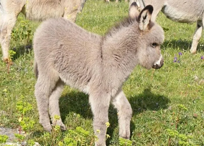 Фермерский дом Santa Lucia