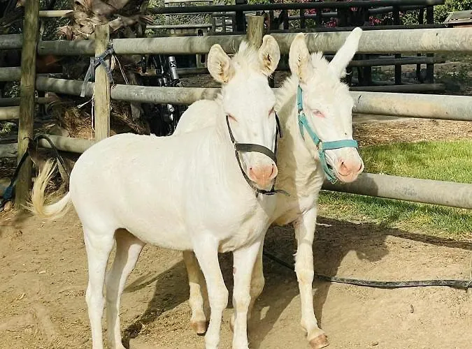 Santa Lucia Tratalias